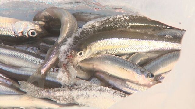 網走湖のワカサギ（資料）