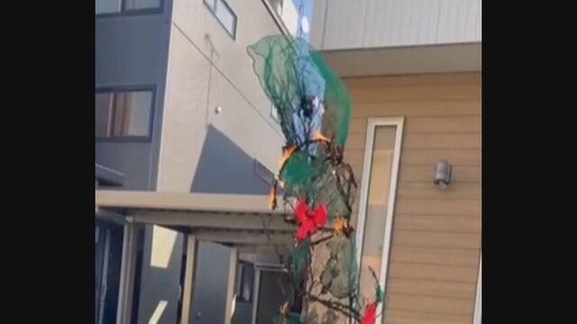 不審火　住宅の“クリスマスツリー” 燃える １１年成長とともに…熱源なく放火の可能性も　札幌・西区　