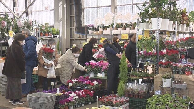 ポインセチアなどおよそ３０００点が勢ぞろい…「秋の展示即売会」開催　札幌花き地方卸売市場