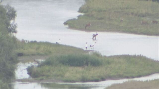 タンチョウ生息地を守れ!鶴居村議会、景観守るためメガソーラー計画中断後の民有地購入の補正予算案を可決 サムネイル