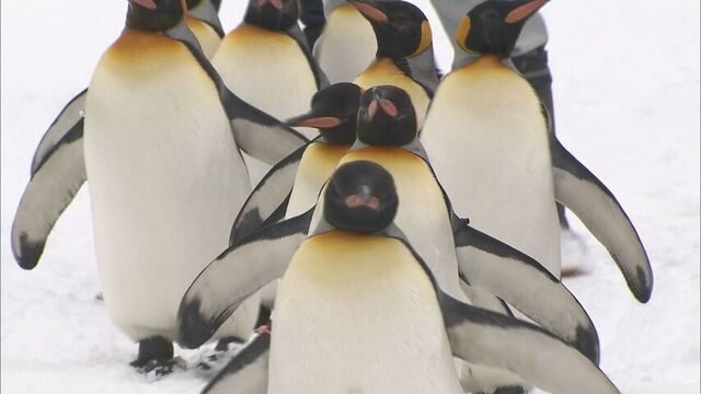 よちよち歩きに「キュート！」来園客が釘付け　運動不足解消に冬恒例「ペンギンの散歩」始まる　旭山動物園 サムネイル
