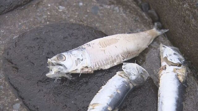 函館市の海岸に大量のイワシの死骸が打ち上げられ　海岸沿いの露天風呂が当面の間　入浴禁止に サムネイル