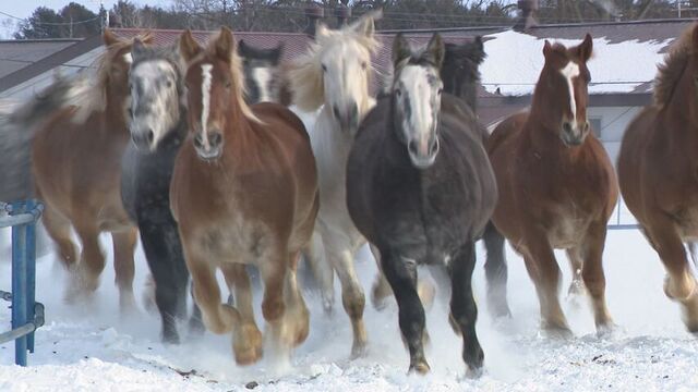 【馬追い】「躍動感すごくて感動」巨体の群れが力走　雪原に地響き　【折り紙】3×3m超巨大サイズの「馬」 サムネイル