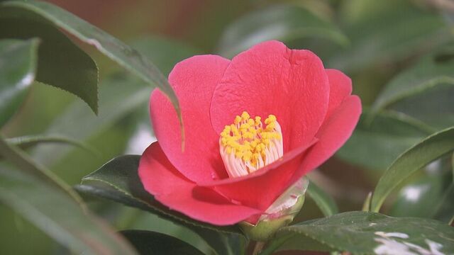 約30種類が一堂に 色鮮やかなツバキの展示会 札幌市 豊平公園緑のセンター サムネイル