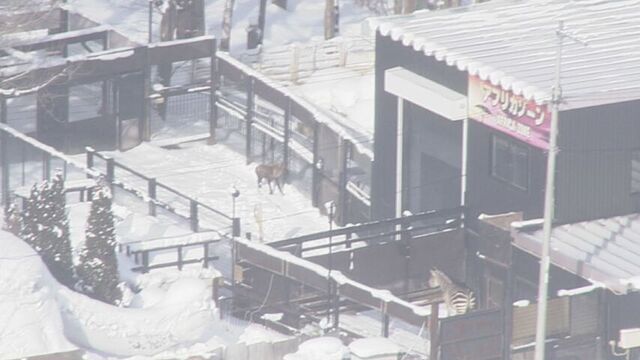 札幌市が違法建物の除却命令手続き　閉園したノースサファリサッポロに弁明書の提出求める