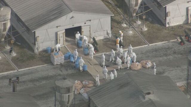 安平町　高病原性鳥インフルエンザの疑い　ニワトリ18万8000羽の殺処分を開始　影響は サムネイル