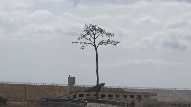 岩手県陸前高田市の一本松