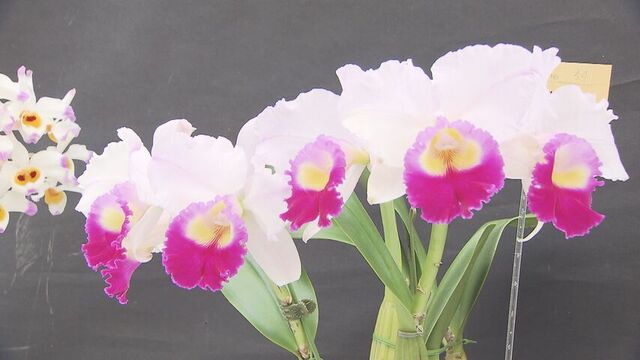 北海道蘭友会のメンバーが手掛けた洋ラン百鉢以上が一堂に…「春の洋ラン展」札幌市百合が原緑のセンター