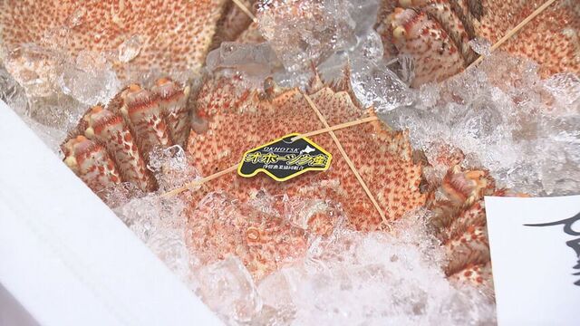 「待ちに待った」オホーツク“海明け毛ガニ”初セリ 最高値去年の半分以下1kg11390円 札幌市中央卸売市場 サムネイル