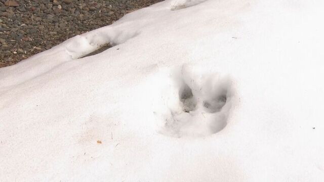 「こんな近くで足跡が見つかるのは初めて」弟子屈町の中学校グラウンドで約21cmのクマの足跡 サムネイル