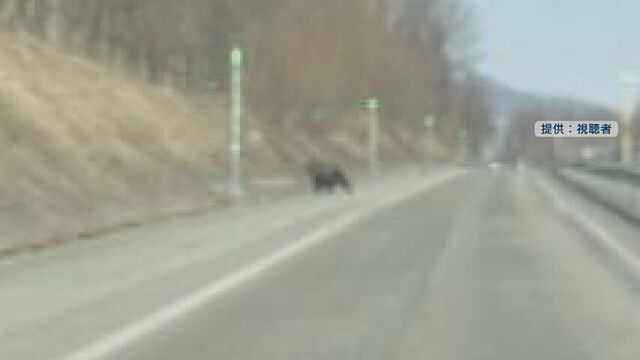 旭川紋別自動車道で体長約１．３ｍのクマ目撃　冬眠から目覚め活動時季突入か　警察が注意呼びかけ