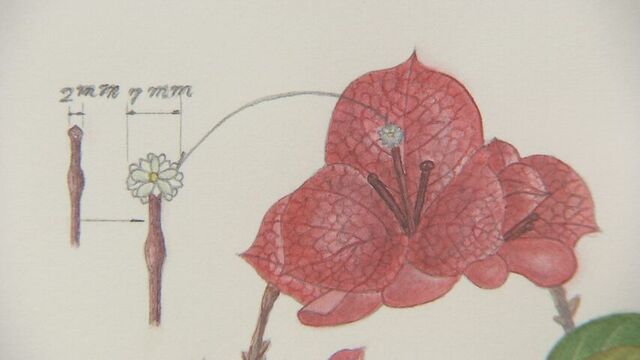 まるで写真のような精密さ…愛好家による「ボタニカルアート展」札幌・豊平公園緑のセンター　２９日まで