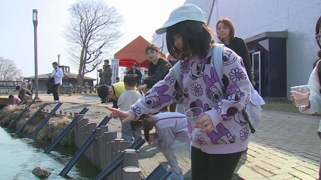 「元気に帰ってきてね」千歳川でサケの稚魚の放流体験　3年後には12倍の大きさに