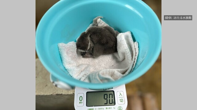 ふ化して６日目のボルトペンギンのヒナ