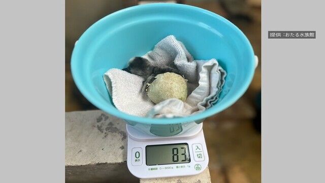 おたる水族館フンボルトペンギンのヒナ死ぬ　18日にふ化しすくすく成長中に