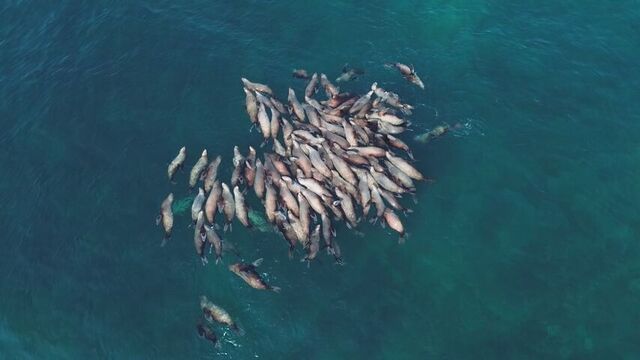 海を覆う「灰色の塊」の正体は？利尻島に100頭が密集するトドの大群　産卵期のニシン追って沿岸に集まる