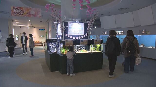 春の水族館で熱帯魚を楽しむ方法