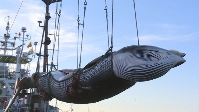 北海道根室沖　今シーズンの商業捕鯨始まる　ミンククジラ1頭が初水揚げ　全道のスーパーで販売へ サムネイル