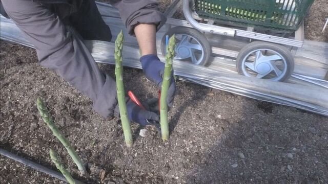 「味は安定した良い出来」ハウス栽培のアスパラガスの出荷ピーク　新ひだか町・三石地区 サムネイル