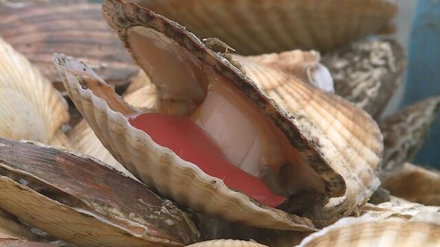 漁師「去年に比べて貝が大きい」春のホタテ漁始まる　根室港で初水揚げ サムネイル