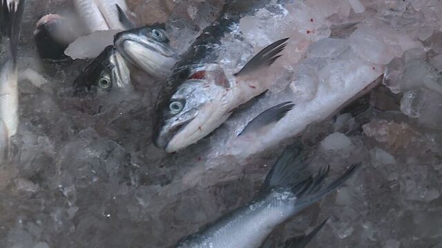 秋サケは深刻な不漁も“豊漁”に期待　200カイリ水域内のサケ漁で初水揚げ　根室・花咲港 サムネイル