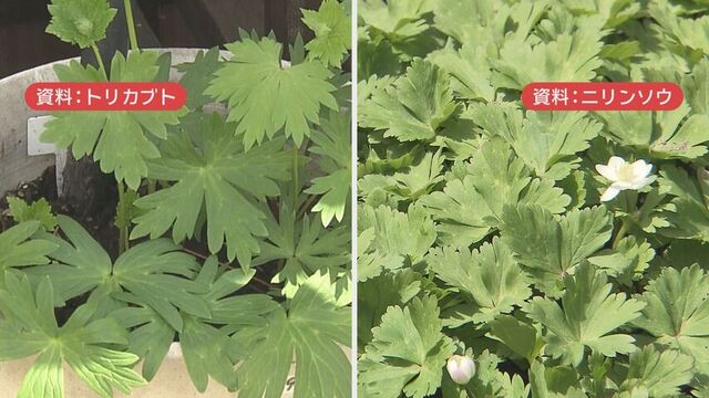 トリカブトの食中毒で１人死亡　室蘭保健所管内の家族２人　山菜ニリンソウと誤認か　道が注意呼び掛け