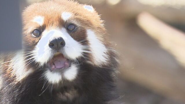 札幌市円山動物園・レッサーパンダの「ヒナギク」ちゃん