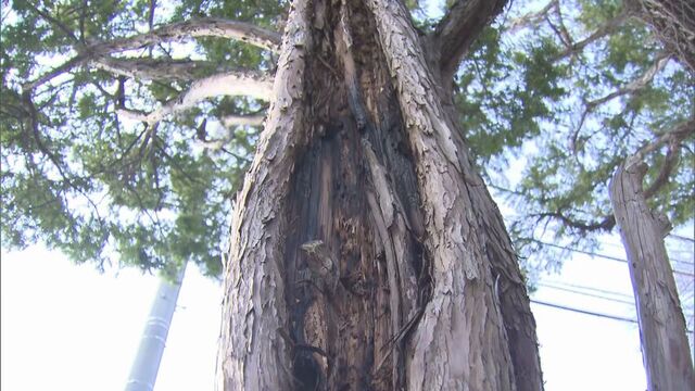 不審火　公園のマツの木燃える火事「木の根元から煙」付近に火の気なく警察が出火原因調べる　札幌・豊平区