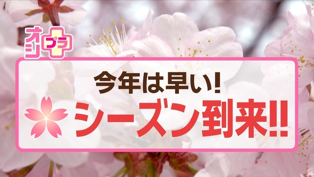 オシプラ！サクラシーズン2026到来　見ごろはいつ？　北海道内の花見の名所・最新情報　新作グルメも