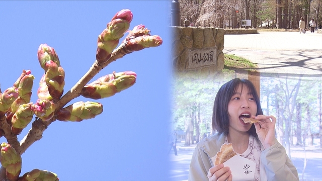 円山公園と北海道神宮のサクラは・・・