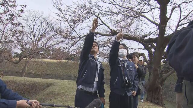 函館・五稜郭公園で観測開始５日目　咲きそうなサクラが数輪・・「開花基準に至らず」　まもなく札幌も