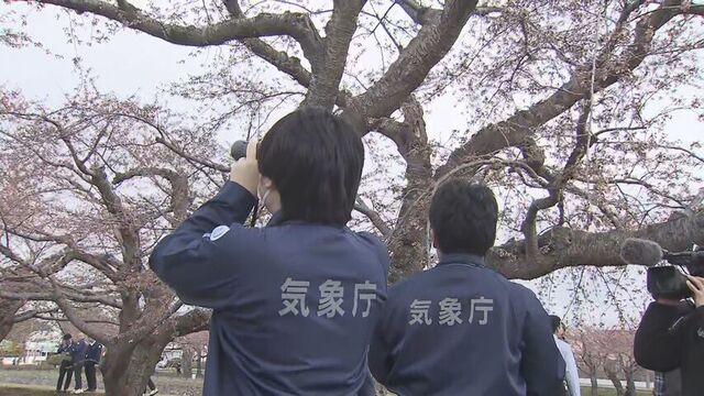 【速報】北海道のサクラ前線…函館でソメイヨシノの開花を発表 サムネイル