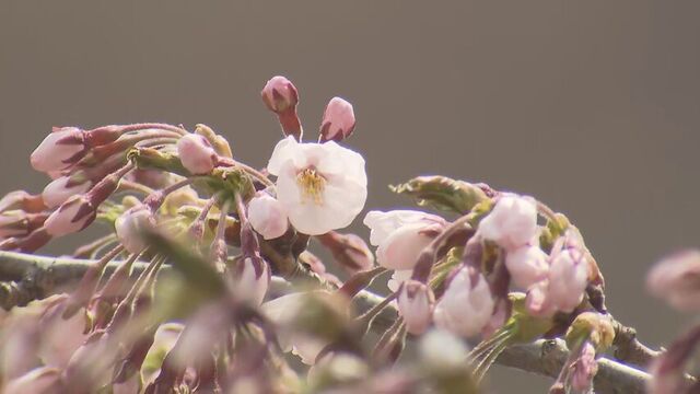「ウキウキします」北海道のサクラ前線　　函館・五稜郭公園でソメイヨシノ開花発表　札幌は足踏み サムネイル