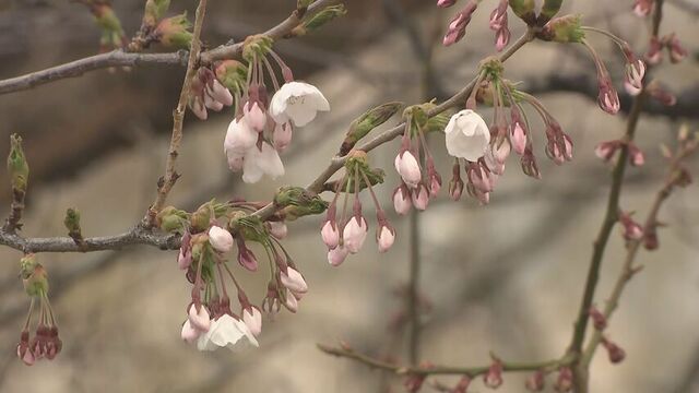 サクラ前線が札幌にも到達　札幌でも開花発表　平年より13日去年より5日早く観測史上2番目に早い開花 サムネイル