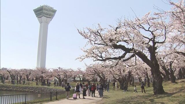 「咲いているよ！きれい！」陽気に誘われ花見客にぎわう　ソメイヨシノが開花した函館と札幌で