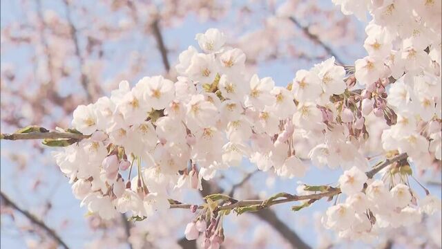 函館市の最高気温は１９．３℃と、今年に入って一番の暖かさ　サクラの開花が進む　札幌も花見客が