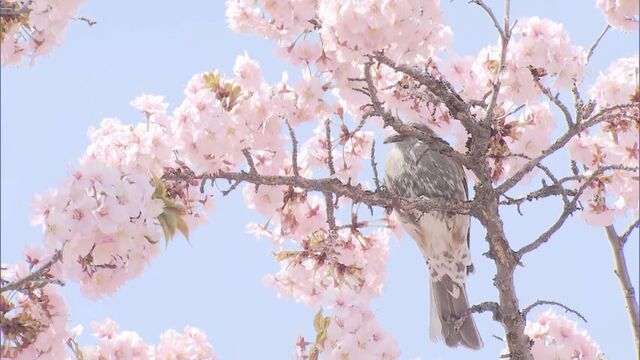 淡い色の花びらとほんのり甘い香り　チシマザクラ約170本が見頃迎える　札幌市豊平区・寒地土木研究所 サムネイル