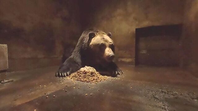 ベア・マウンテン　冬眠中の絶食で約６０ｋｇ痩せたクマ