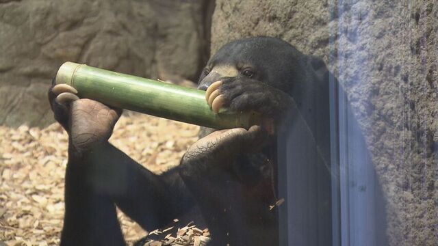 「ヒグマより小さくてかわいい」台湾からマレーグマの姉弟がやってきた　道内唯一　円山動物園で一般公開 サムネイル