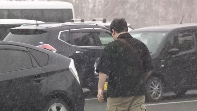  季節外れの雪と寒さの中、札幌・新川さくら並木や新ひだか町・二十間道路など道内各地でサクラが見頃に サムネイル