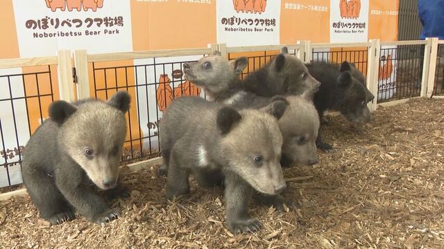 元気いっぱい！登別クマ牧場　今年生まれの8頭の子グマが一般公開へ　10年で最多  サムネイル