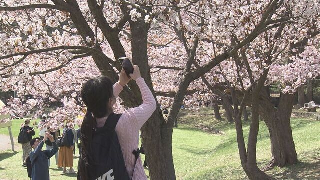 鹿追で２５．９度　今季初の夏日　札幌では円山公園に花見客　静内では二十間道路で「しずない桜まつり」