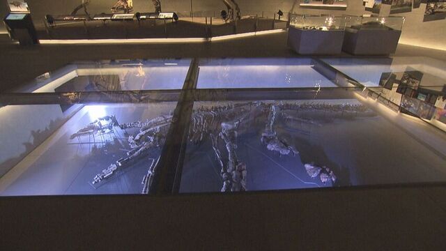 ■カムイサウルスの化石（実物）