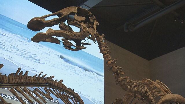 ■カムイサウルスのレプリカ