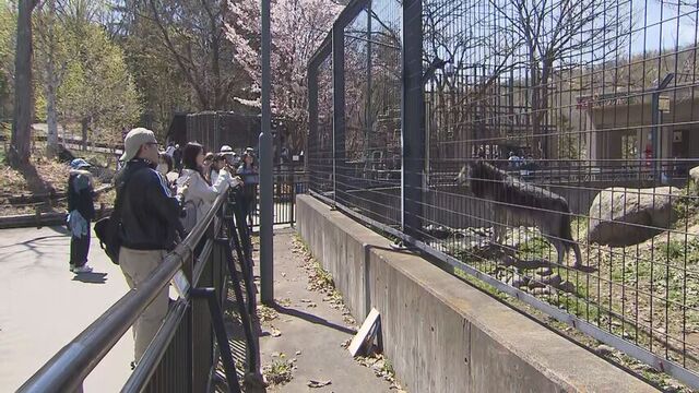 旭山動物園、職員逮捕で2日遅れで開園　観光客に衝撃、警察は殺害容疑も視野に捜査