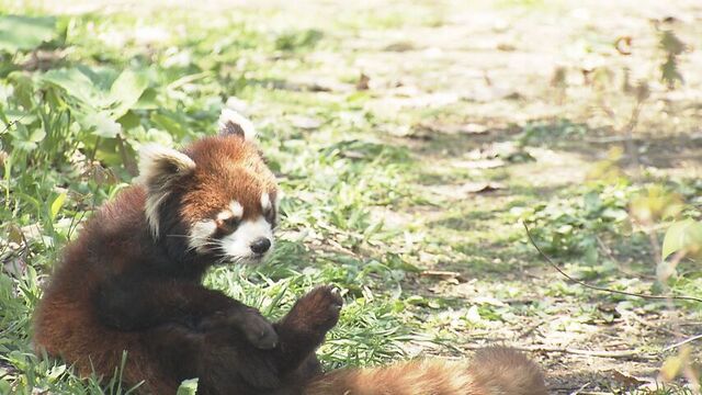 レッサーパンダに快適な環境を 札幌・円山動物園が獣舎改修のクラウドファンディング開始 HTB北海道ニュース
