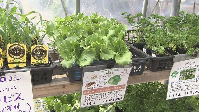 レタスの苗