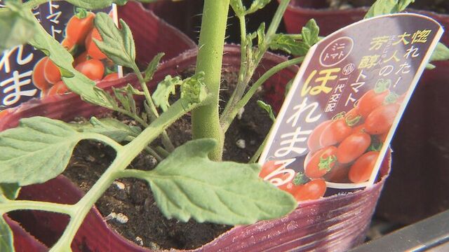 ミニトマト「ほれまる」の苗