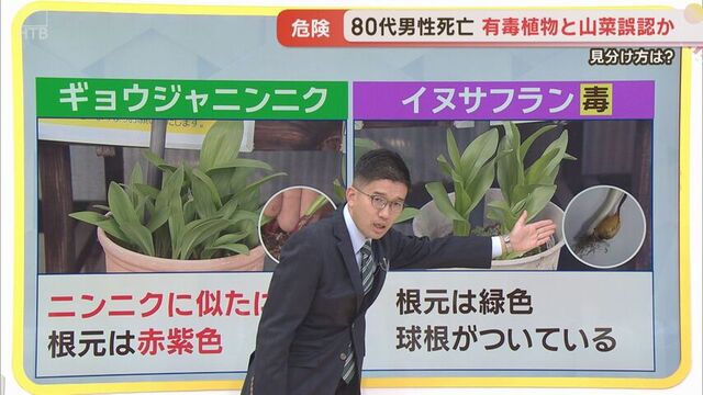 毒草イヌサフランを食用のギョウジャニンニクと誤り死亡か　「迷ったら採らない、あげない、食べない」