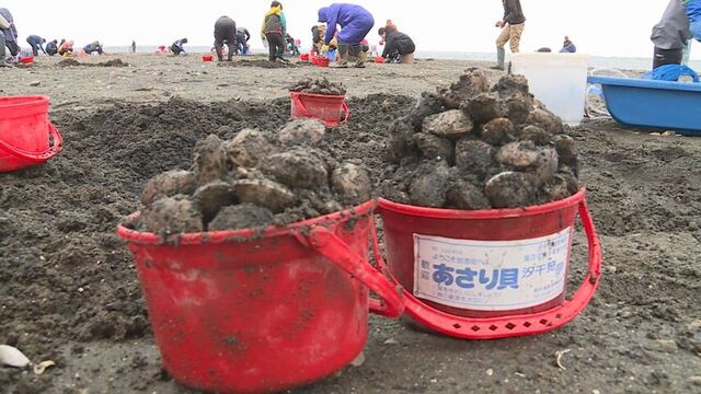 大きいものだと5センチ！　特産のアサリの潮干狩り　道東・別海町の尾岱沼であさってまで サムネイル